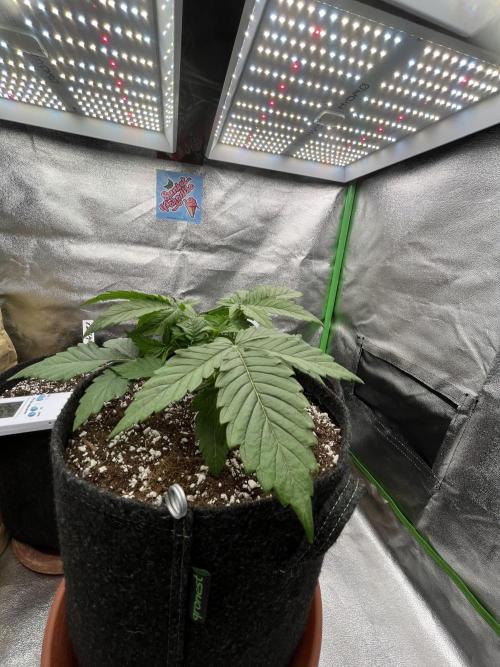 Ak 47 x Hindu Kush F1. Week 3 - Day 20 