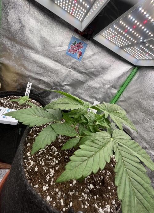 Ak 47 x Hindu Kush F1. Week 3 - Day 20 