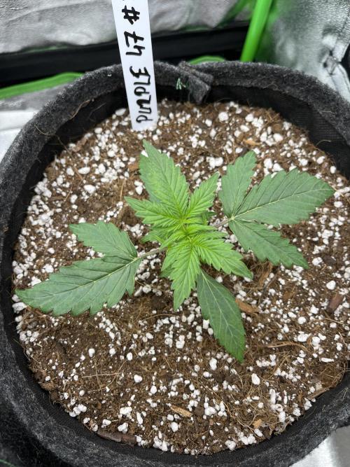 Royal AK A x Tropicana cookies purple A. Week 2 - Purple #2 Day 14 
