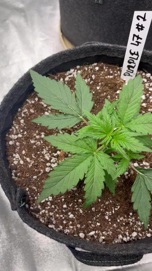 Royal AK A x Tropicana cookies purple A