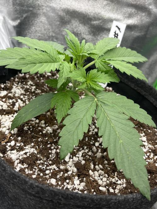 Royal AK A x Tropicana cookies purple A. Week 3 - Day 17