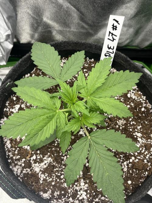 Royal AK A x Tropicana cookies purple A. Week 3 - Day 17