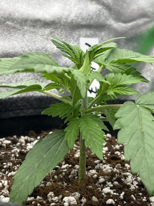 Royal AK A x Tropicana cookies purple A. Week 3 - Day 17 