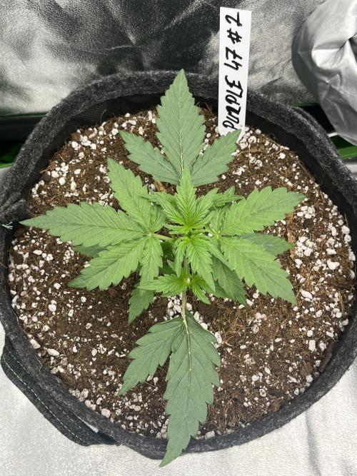Royal AK A x Tropicana cookies purple A. Week 3 - Day 16 