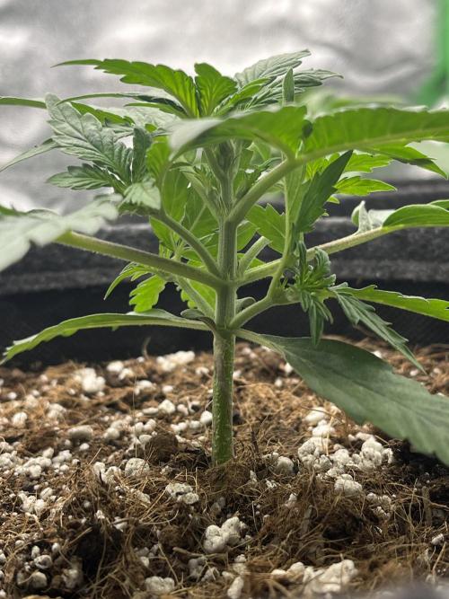 Royal AK A x Tropicana cookies purple A. Week 3 - Day 16 