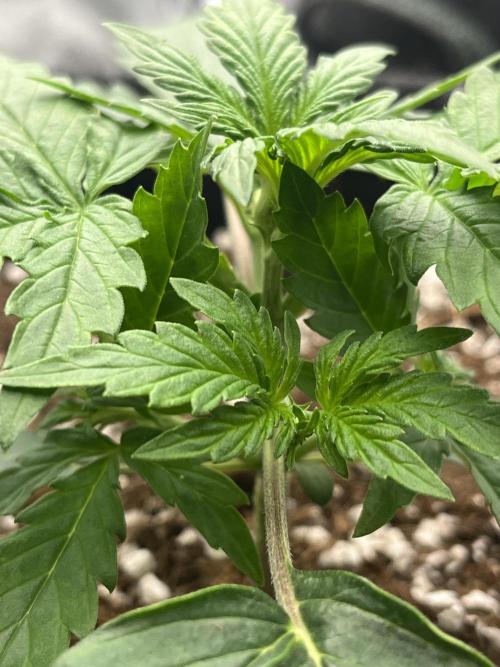 Royal AK A x Tropicana cookies purple A. Week 3 - Day 16 