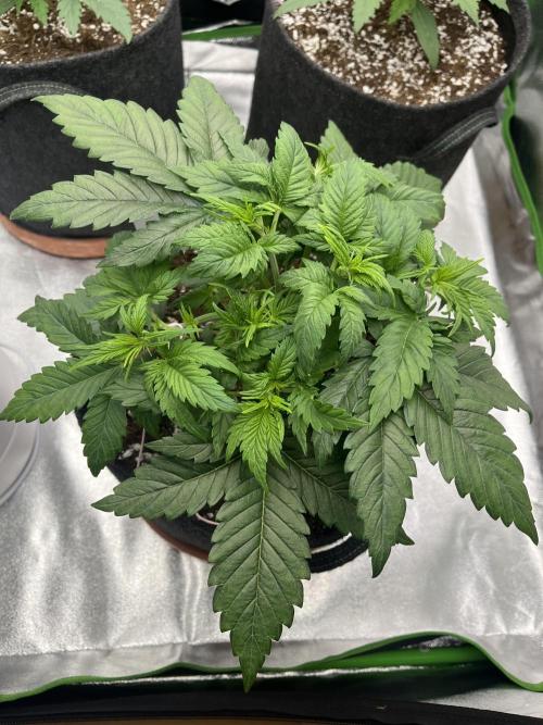 Ak 47 x Hindu Kush F1. Week 4 - Day 25