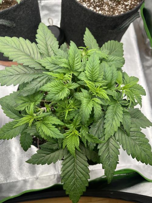 Ak 47 x Hindu Kush F1. Week 4 - Day 25