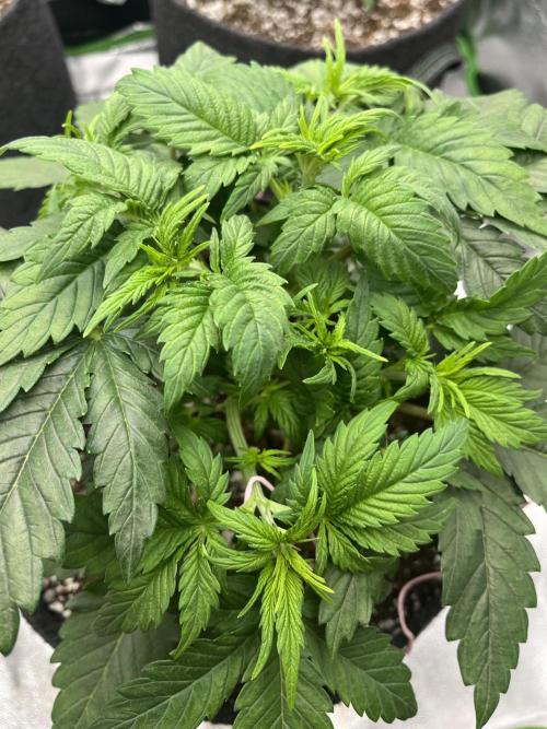 Ak 47 x Hindu Kush F1. Week 4 - Day 25