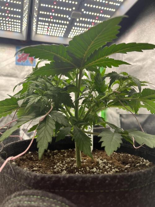 Ak 47 x Hindu Kush F1. Week 4 - Day 25