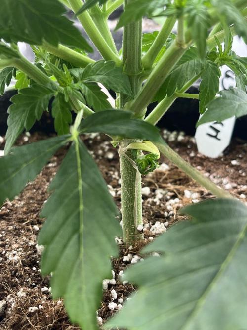 Ak 47 x Hindu Kush F1. Week 4 - Day 25