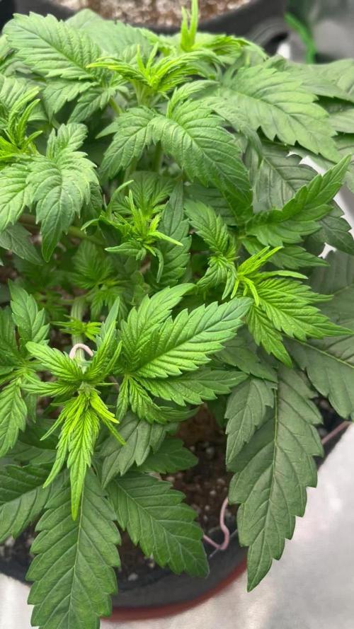 Ak 47 x Hindu Kush F1