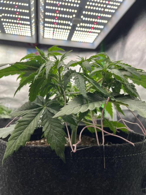 Ak 47 x Hindu Kush F1. Week 4 - Day 28