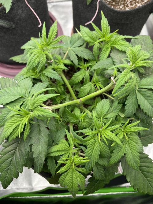 Ak 47 x Hindu Kush F1. Week 4 - Day 28