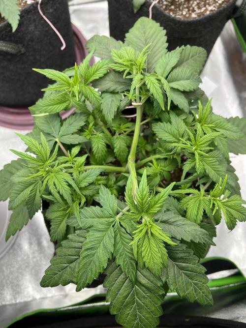 Ak 47 x Hindu Kush F1. Week 4 - Day 28