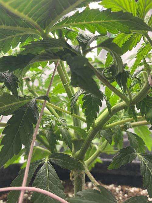 Ak 47 x Hindu Kush F1. Week 4 - Day 28