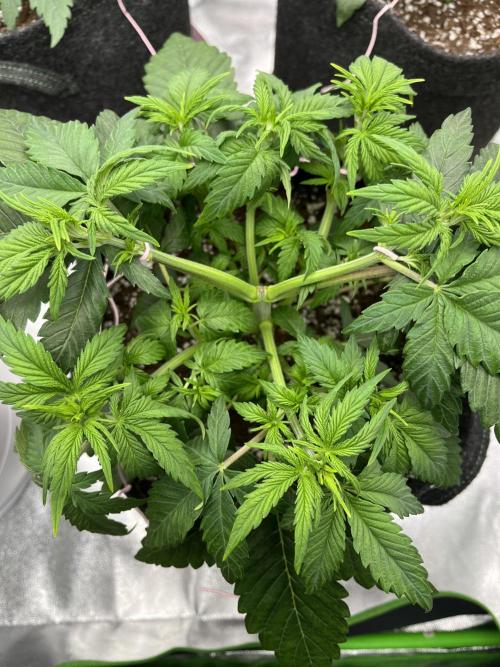 Ak 47 x Hindu Kush F1. Week 4 - Day 28