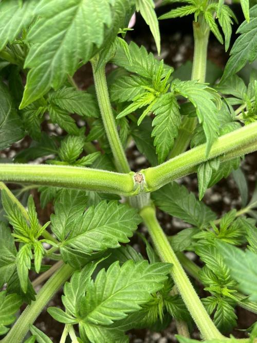 Ak 47 x Hindu Kush F1. Week 4 - Day 28