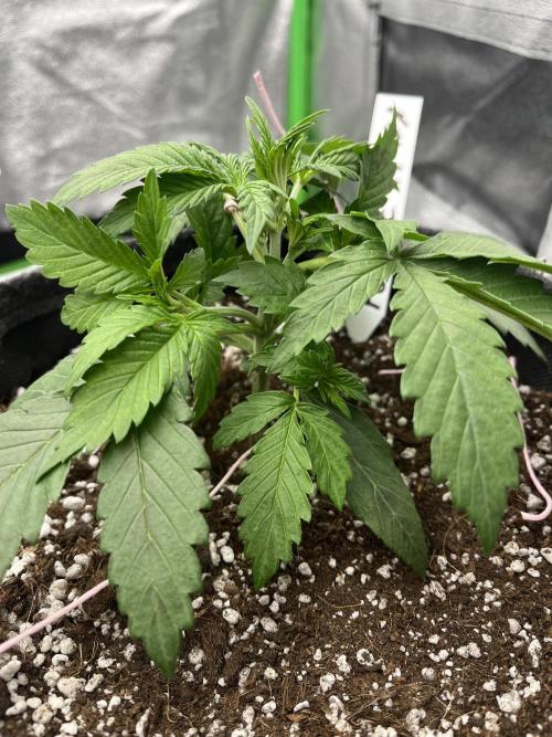 Royal AK A x Tropicana cookies purple A. Week 3 - #1 - Day 19 