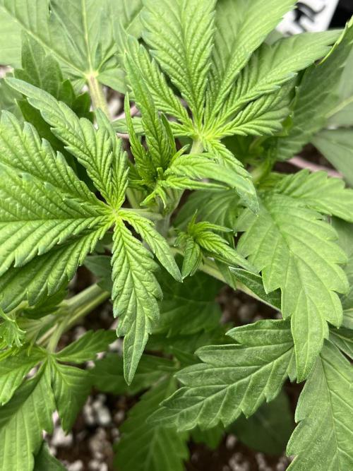 Royal AK A x Tropicana cookies purple A. Week 3 - #1 - Day 19 