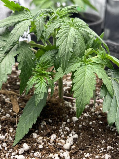 Royal AK A x Tropicana cookies purple A. Week 3 - #2 - Day 18 