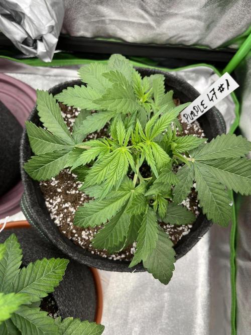 Royal AK A x Tropicana cookies purple A. Week 4 - #1 - Day 22