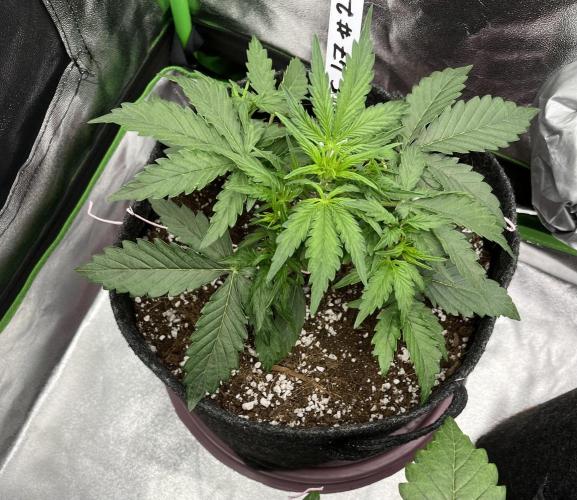 Royal AK A x Tropicana cookies purple A. Week 4 - #2 - Day 21 