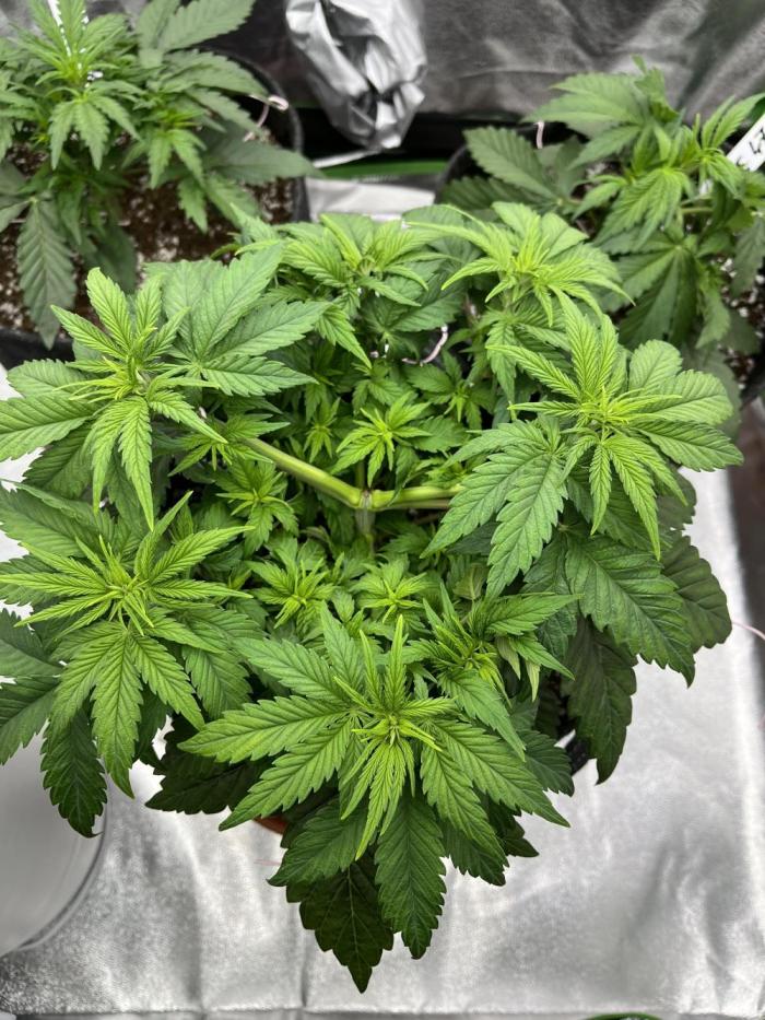 Ak 47 x Hindu Kush F1. Week 5 - Day 32 