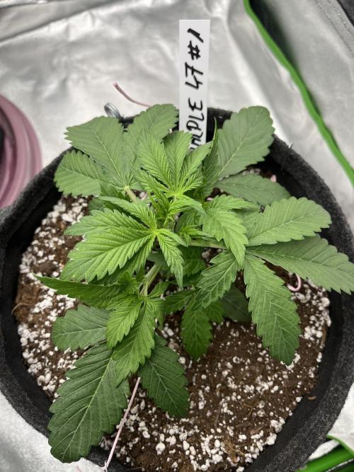Royal AK A x Tropicana cookies purple A. Week 4 - #1 - Day 20 