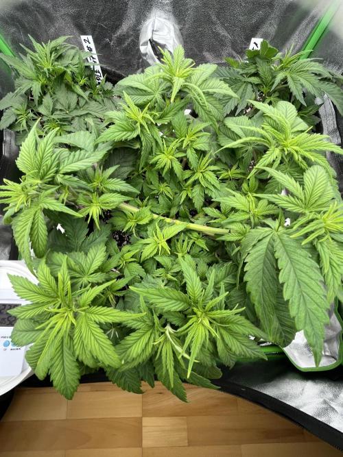 Ak 47 x Hindu Kush F1. Week 5 - Day 32 