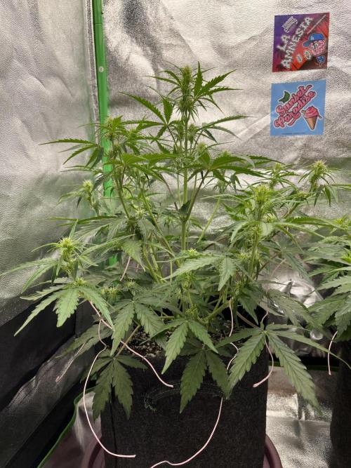 Royal AK A x Tropicana cookies purple A. Week 5 - #2 - Day 31 