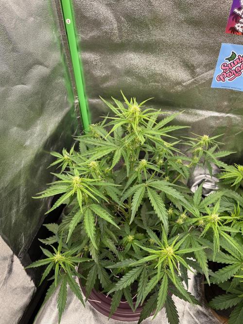 Royal AK A x Tropicana cookies purple A. Week 5 - #2 - Day 31 