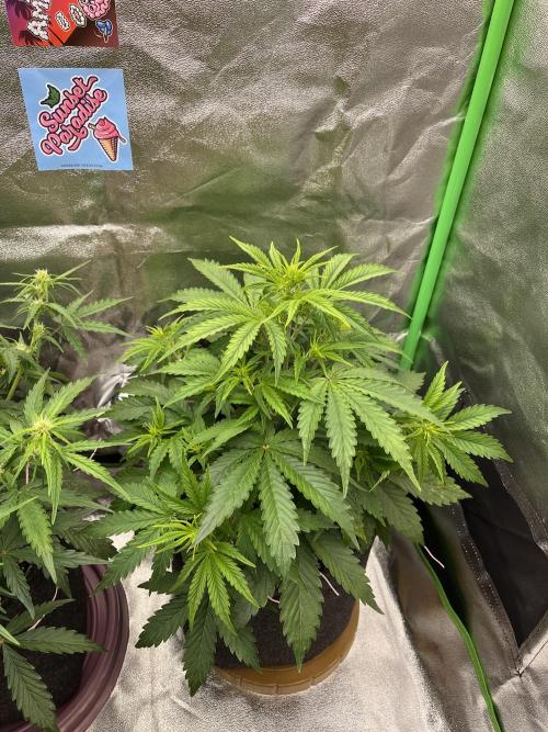 Royal AK A x Tropicana cookies purple A. Week 5 - #1 - Day 32 
