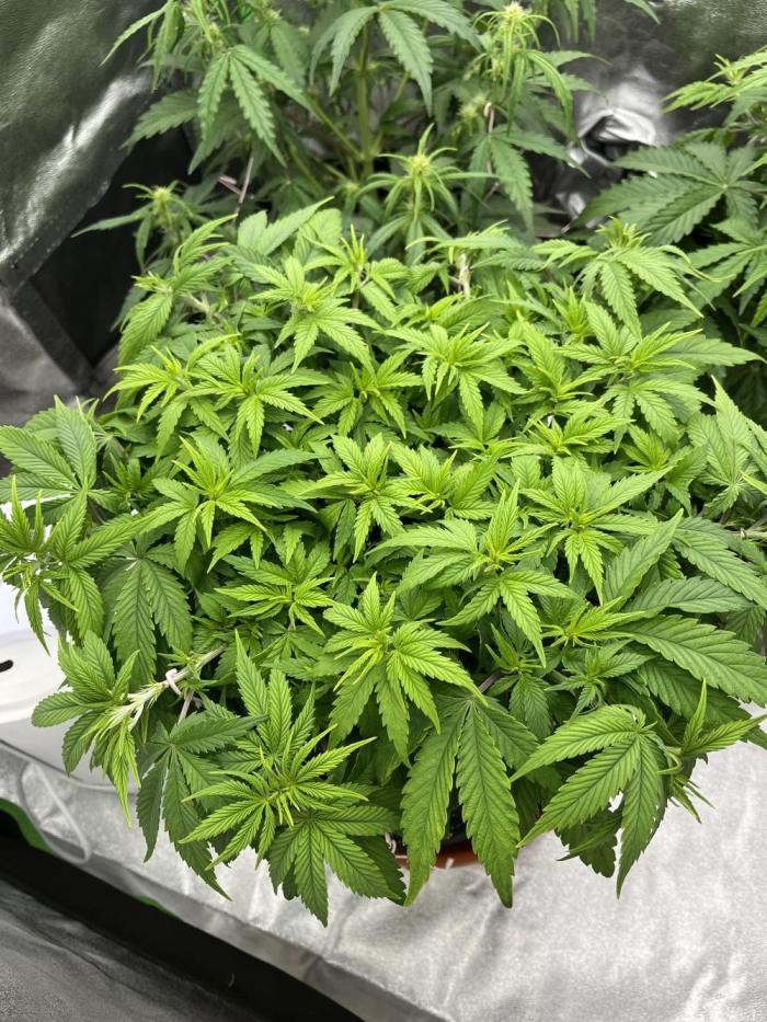 Ak 47 x Hindu Kush F1. Week 6 - Day 38