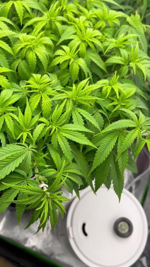 Ak 47 x Hindu Kush F1