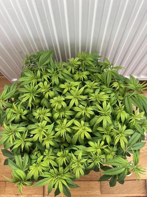 Ak 47 x Hindu Kush F1. Week 6 - Day 45 
