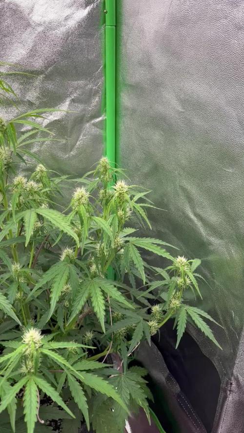 Royal AK A x Tropicana cookies purple A