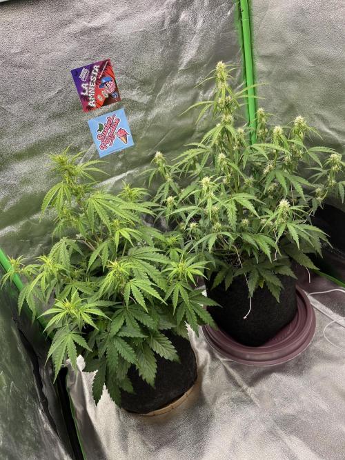 Royal AK A x Tropicana cookies purple A. Week 5 - Right; #2 Day 35 , Left; #1 Day 36