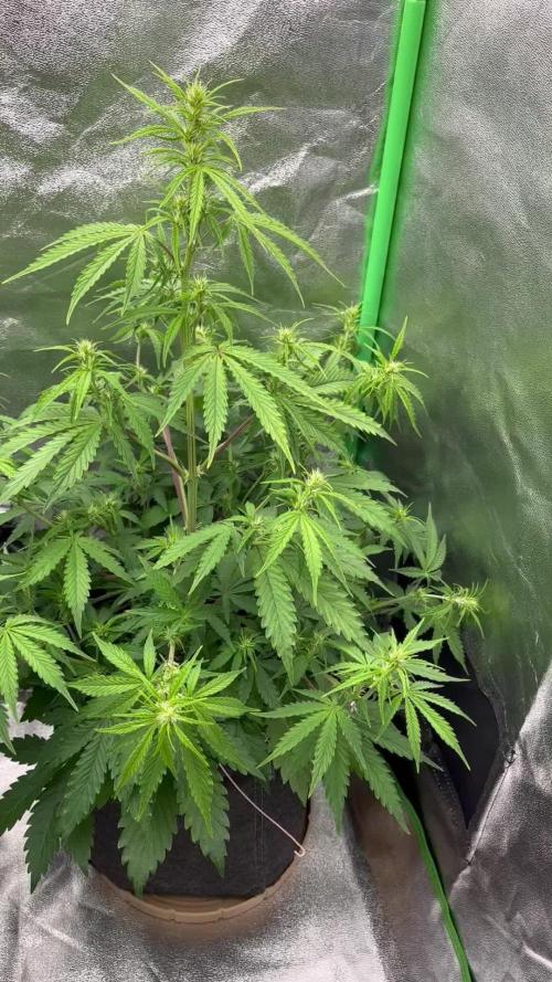 Royal AK A x Tropicana cookies purple A