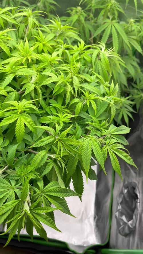 Ak 47 x Hindu Kush F1