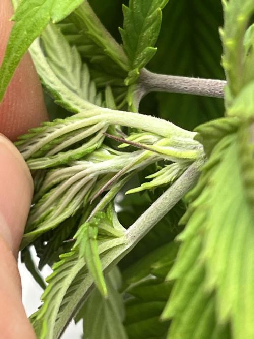 Ak 47 x Hindu Kush F1. Week 7 - Day 50 