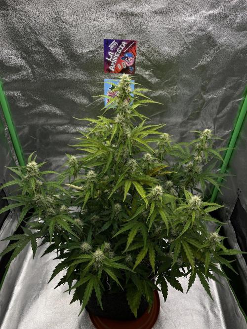 Royal AK A x Tropicana cookies purple A. Week 6 - #2 - Day 40 , Day 21 of flower 