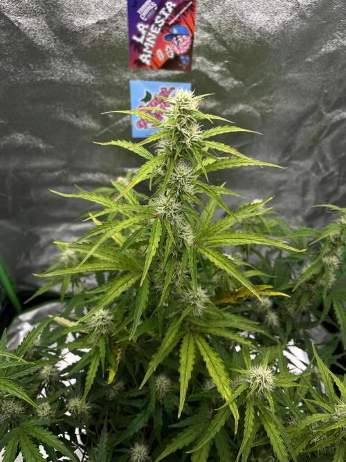 Royal AK A x Tropicana cookies purple A. Week 6 - #2 - Day 40 , Day 21 of flower 