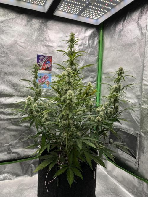 Royal AK A x Tropicana cookies purple A. Week 6 - #2 - Day 40 , Day 21 of flower 