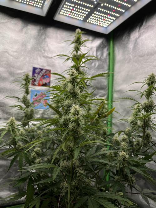 Royal AK A x Tropicana cookies purple A. Week 6 - #2 - Day 40 , Day 21 of flower