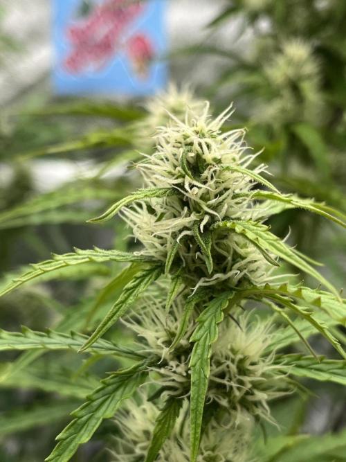 Royal AK A x Tropicana cookies purple A. Week 6 - #2 - Day 40 , Day 21 of flower 