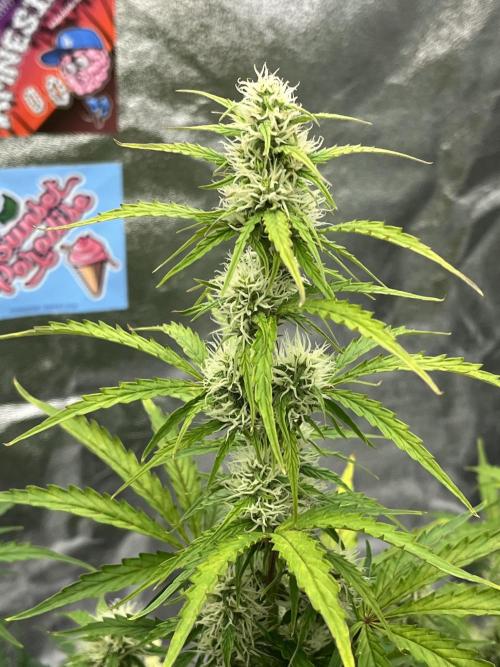 Royal AK A x Tropicana cookies purple A. Week 6 - #2 - Day 40 , Day 21 of flower 