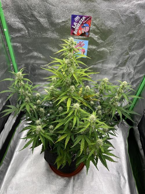 Royal AK A x Tropicana cookies purple A. Week 6 - #2 - Day 40 , Day 21 of flower  