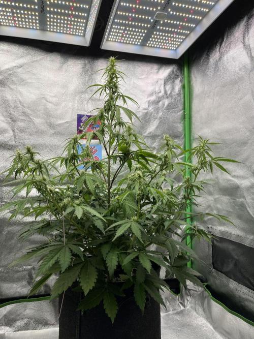 Royal AK A x Tropicana cookies purple A. Week 6 - #1 - Day 41 , Day 21 of flower 