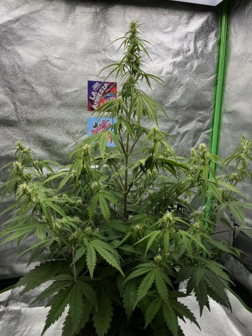 Royal AK A x Tropicana cookies purple A. Week 6 - #1 - Day 41 , Day 21 of flower 
